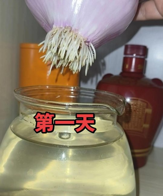 洋葱怎么水培当花养