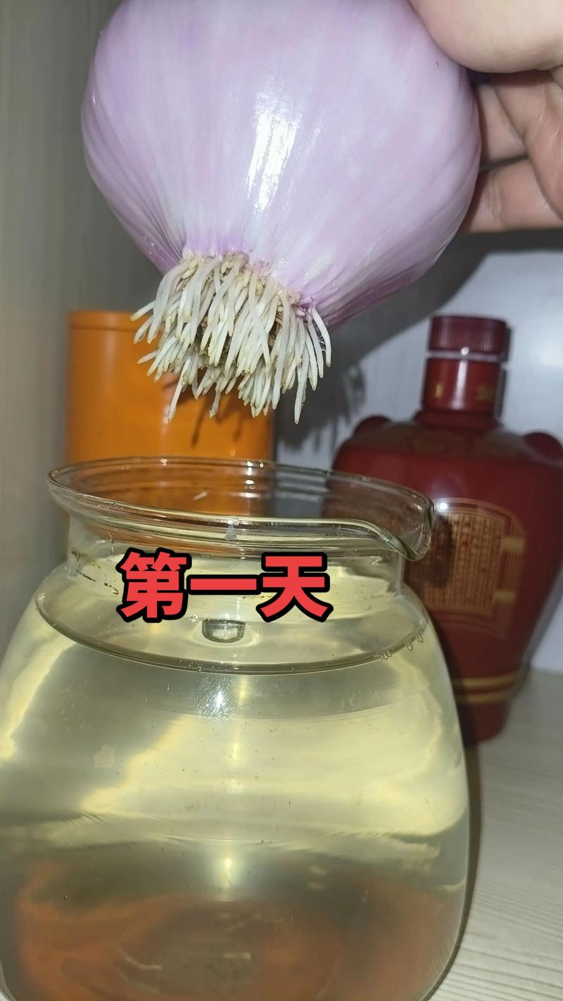 洋葱水培成花的核心参数
