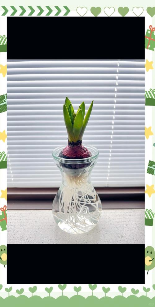 越冬管理（家庭环境）