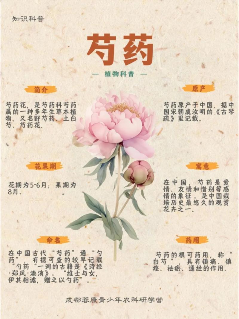 黑龙江庭院适合种植什么花卉?芍药栽培全流程技术指南 六、缓苗管理