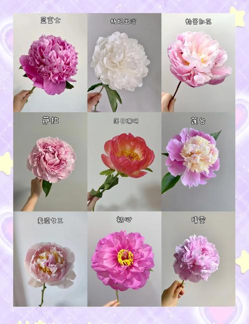 黑龙江庭院适合种植什么花卉?芍药栽培全流程技术指南 五、浇定根水