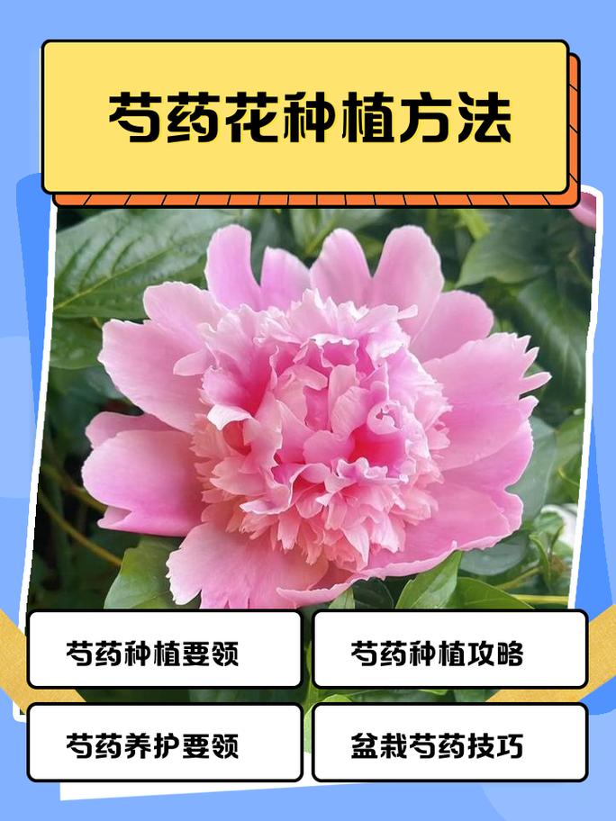 黑龙江庭院适合种植什么花卉?芍药栽培全流程技术指南 七、成活注意事项