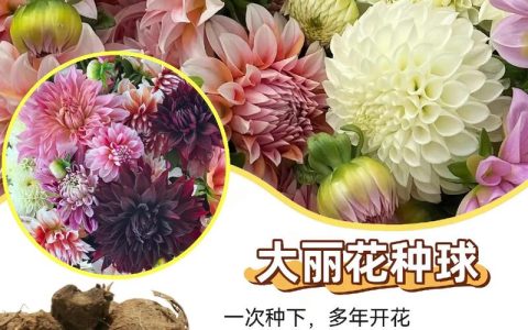 大丽花种子采购渠道分析与核验指南：如何确保品种真实与质量可靠