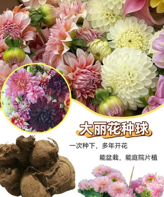 大丽花种子采购渠道分析与核验指南：如何确保品种真实与质量可靠