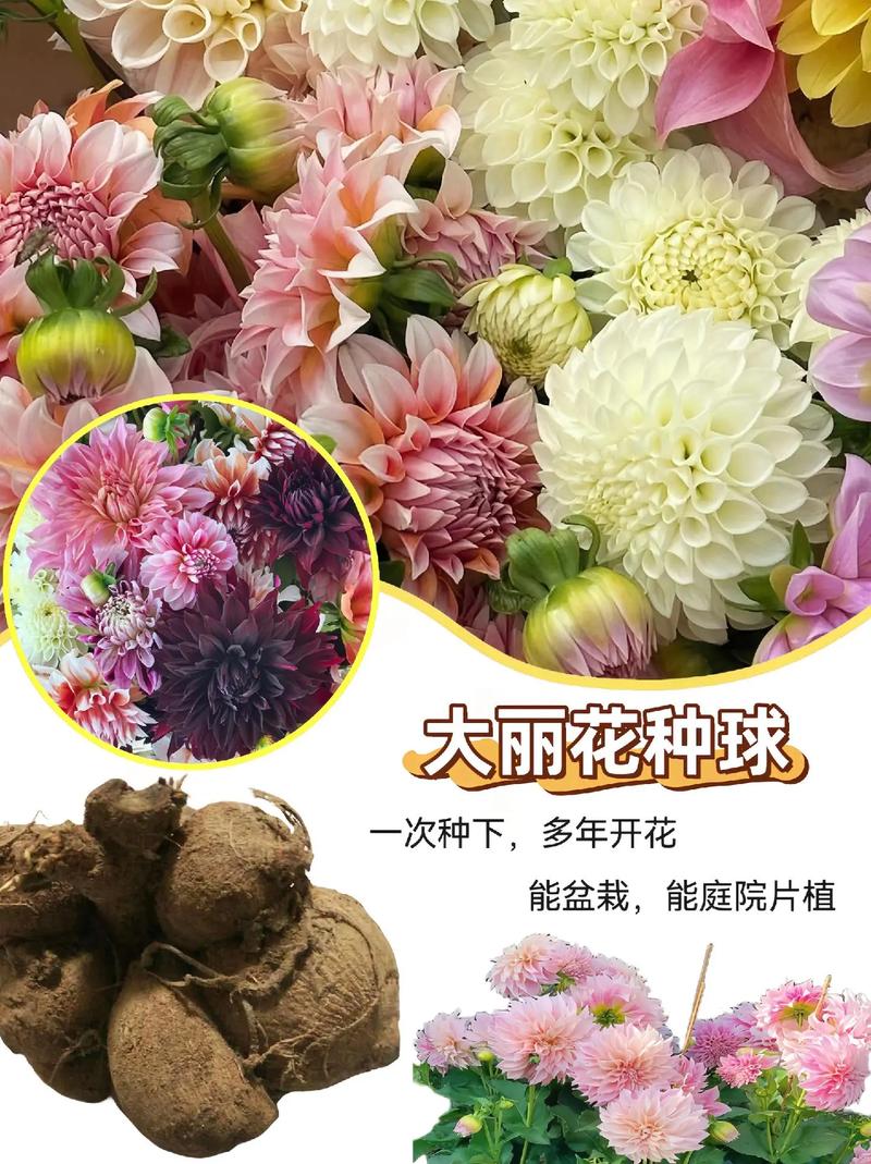 大丽花种子采购渠道分析与核验指南：如何确保品种真实与质量可靠