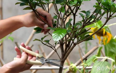 栀子花谢后养护指南：修剪、浇水、施肥与四季管理要点