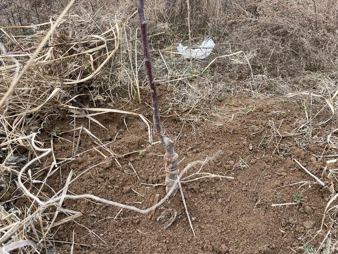 苹果春季施肥指南:品种选择、结果年限与高效施肥方案 苹果春季施肥指南:品种选择、结果年限与高效施肥方案