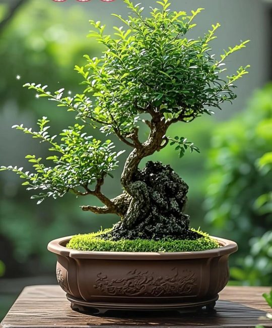 清香木可以水养吗？