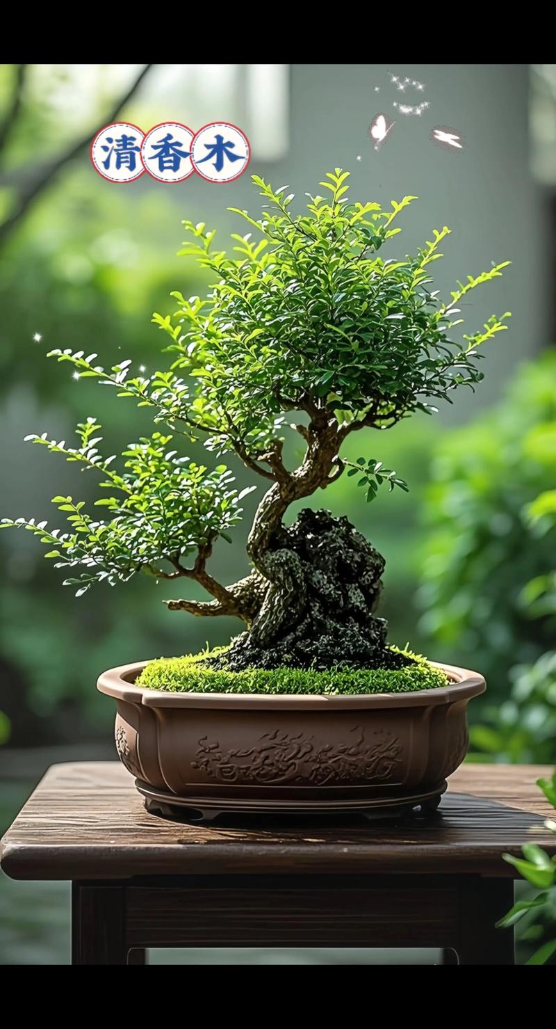 清香木可以水养吗? 清香木能适应水培吗?