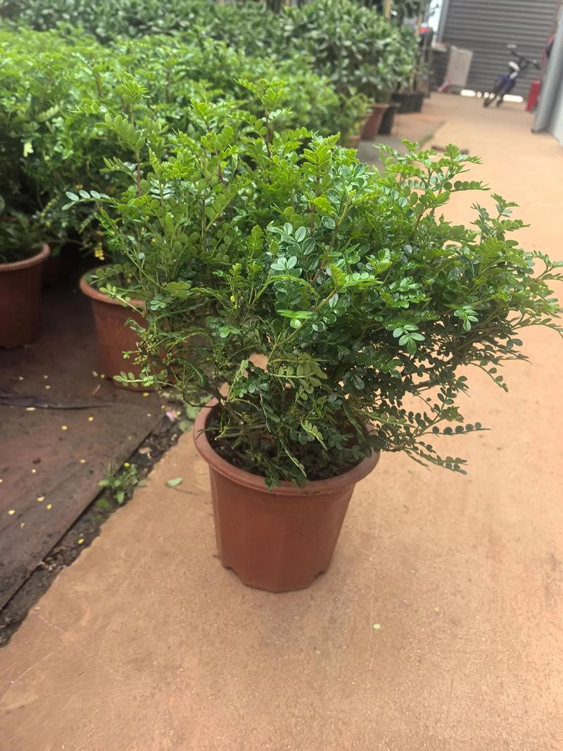 清香木可以水养吗? 水培清香木的具体步骤
