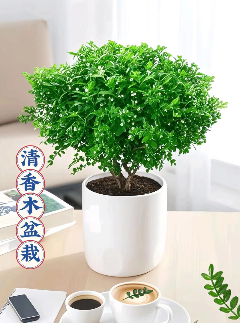 清香木可以水养吗? 水培清香木的养护要点