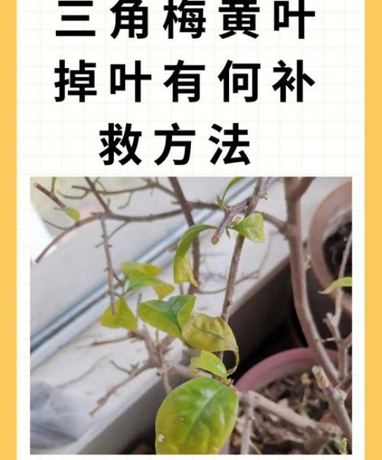 冬季花叶子发黄怎么办？常见原因、排查步骤与处理办法全解析