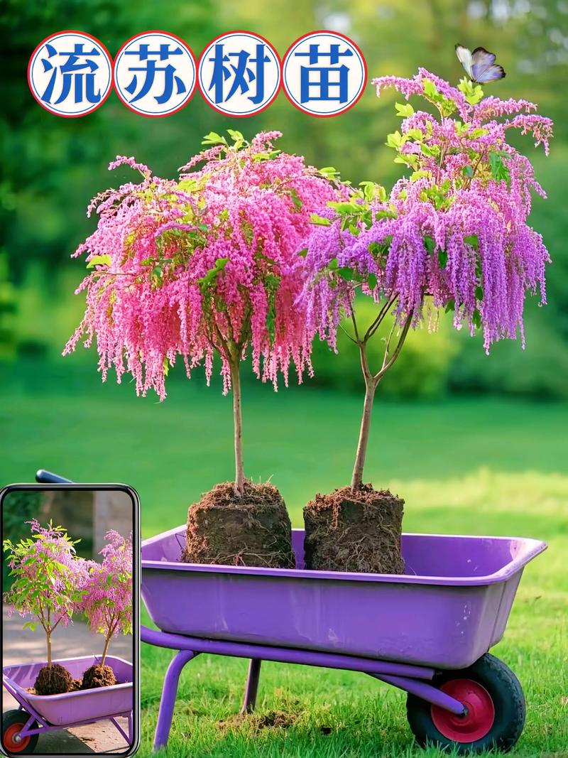 东北庭院适合种植什么树:耐寒乔木与灌木种植指南 推荐工具与材料清单