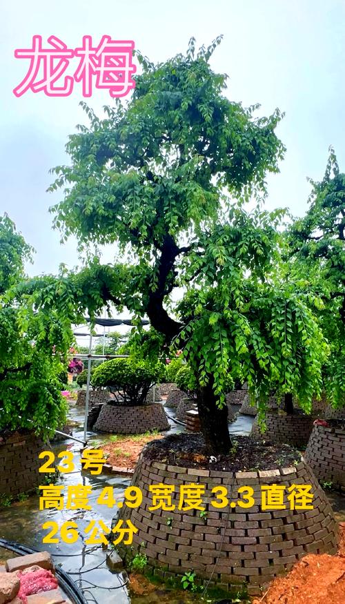东北庭院适合种植什么树:耐寒乔木与灌木种植指南 FAQ