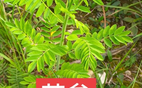 苦参种植技术及亩收益指南：从选种到丰收的全套实操方案