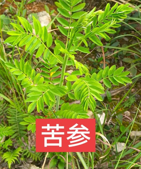 苦参种植技术及亩收益指南：从选种到丰收的全套实操方案