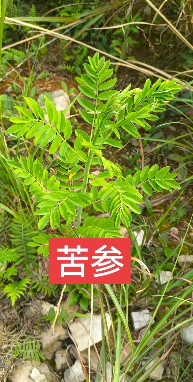 苦参种植技术及亩收益指南：从选种到丰收的全套实操方案