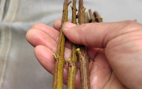 石榴扦插的最佳时间和方法：软籽与硬籽品种的差异化繁殖指南
