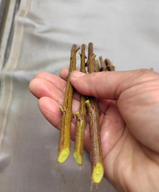 石榴扦插的最佳时间和方法：软籽与硬籽品种的差异化繁殖指南