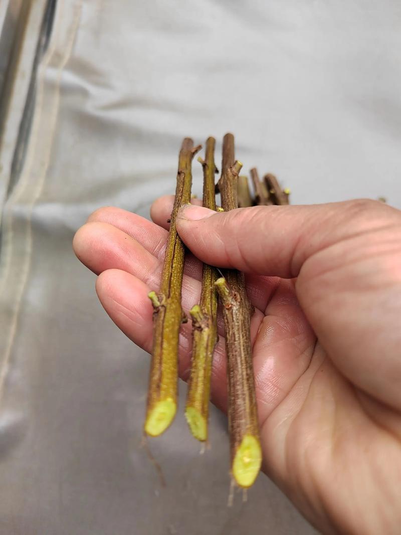 石榴扦插的最佳时间和方法:软籽与硬籽品种的差异化繁殖指南 石榴扦插的最佳时间和方法:软籽与硬籽品种的差异化繁殖指南