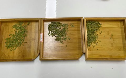 茶树苗哪个品种好？龙井43、福鼎大白茶、乌牛早6维度对比与选种建议