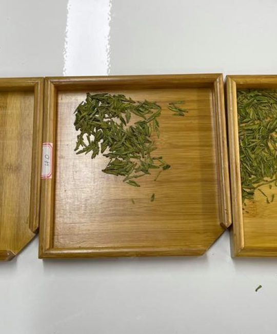 茶树苗哪个品种好？龙井43、福鼎大白茶、乌牛早6维度对比与选种建议