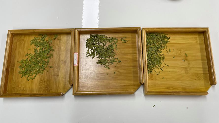 茶树苗哪个品种好？3大热门品种6维度对比