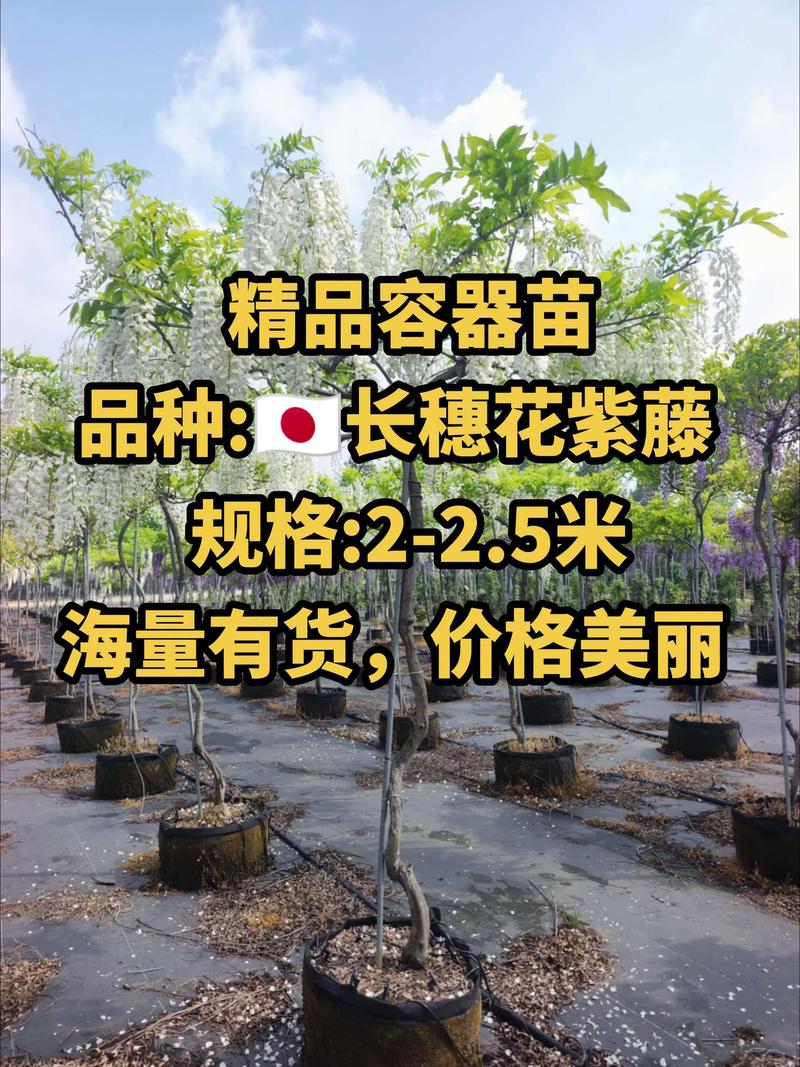 【采购指南】哪里有紫藤苗?手把手教你找到靠谱的供应商 第一步:明确你的紫藤苗采购需求