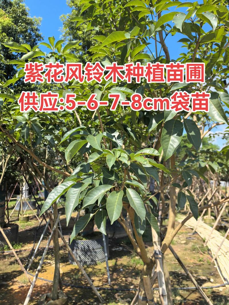【采购指南】哪里有紫藤苗?手把手教你找到靠谱的供应商 第二步:初步筛选候选渠道