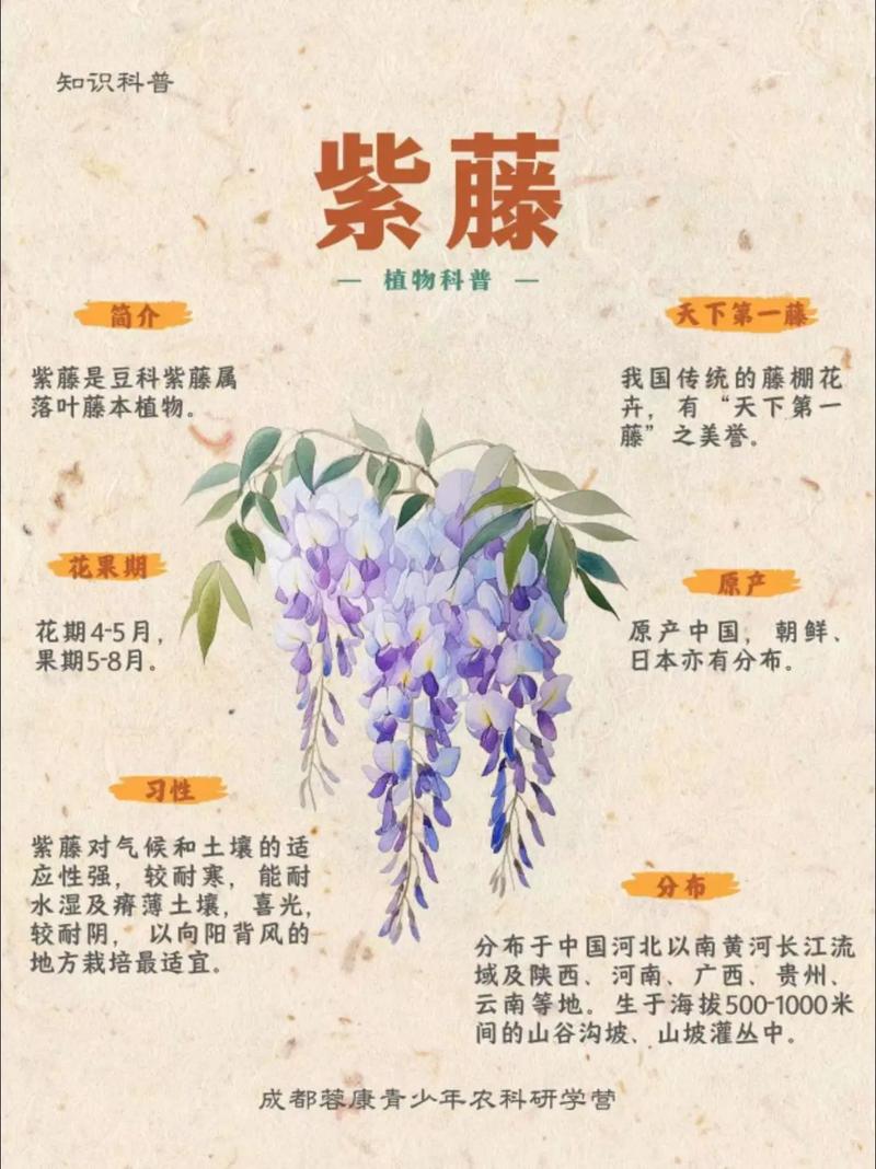 【采购指南】哪里有紫藤苗?手把手教你找到靠谱的供应商 常见采购错误(FAQ)