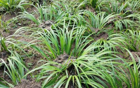 石菖蒲种植技术全指南：从选苗到成活的实操方法