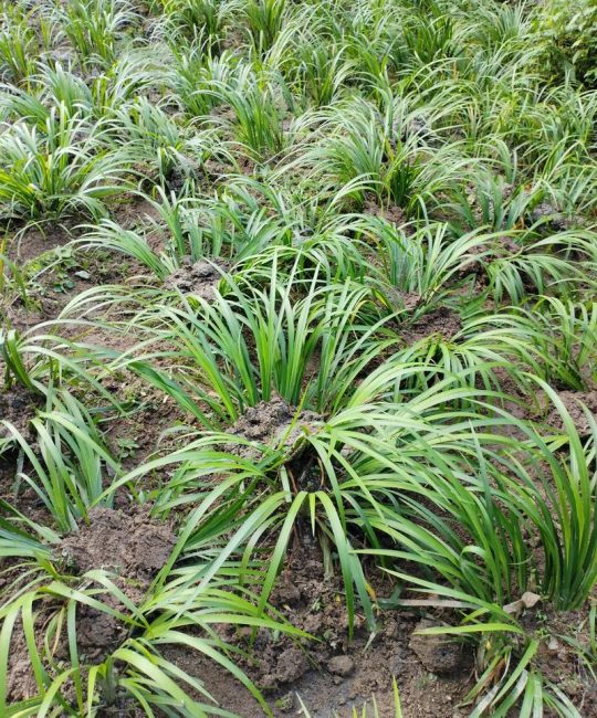 石菖蒲种植技术全指南：从选苗到成活的实操方法