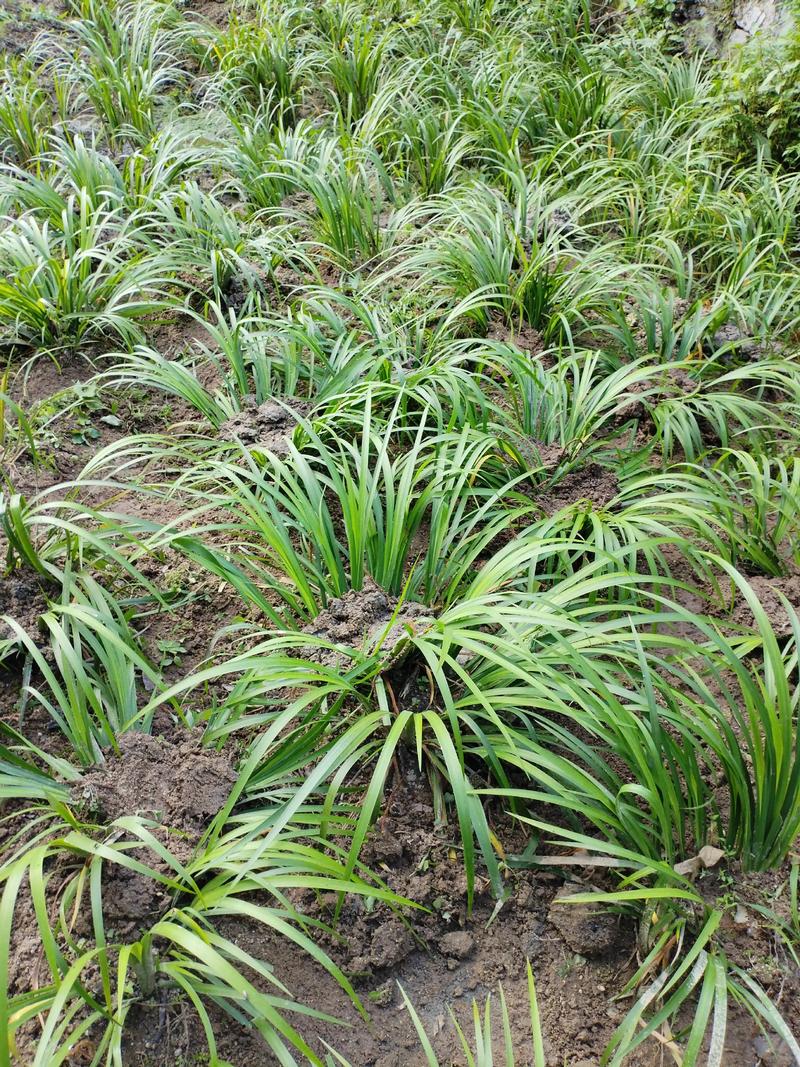 石菖蒲种植技术全指南:从选苗到成活的实操方法 石菖蒲种植技术全指南:从选苗到成活的实操方法