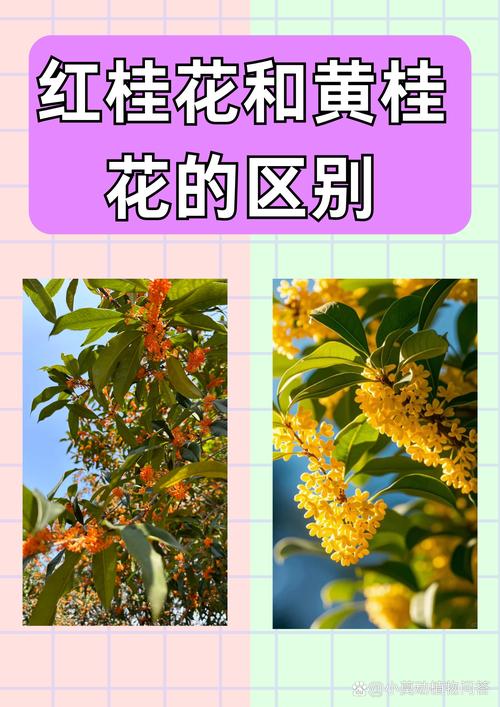 三、如何区分公树和母树？