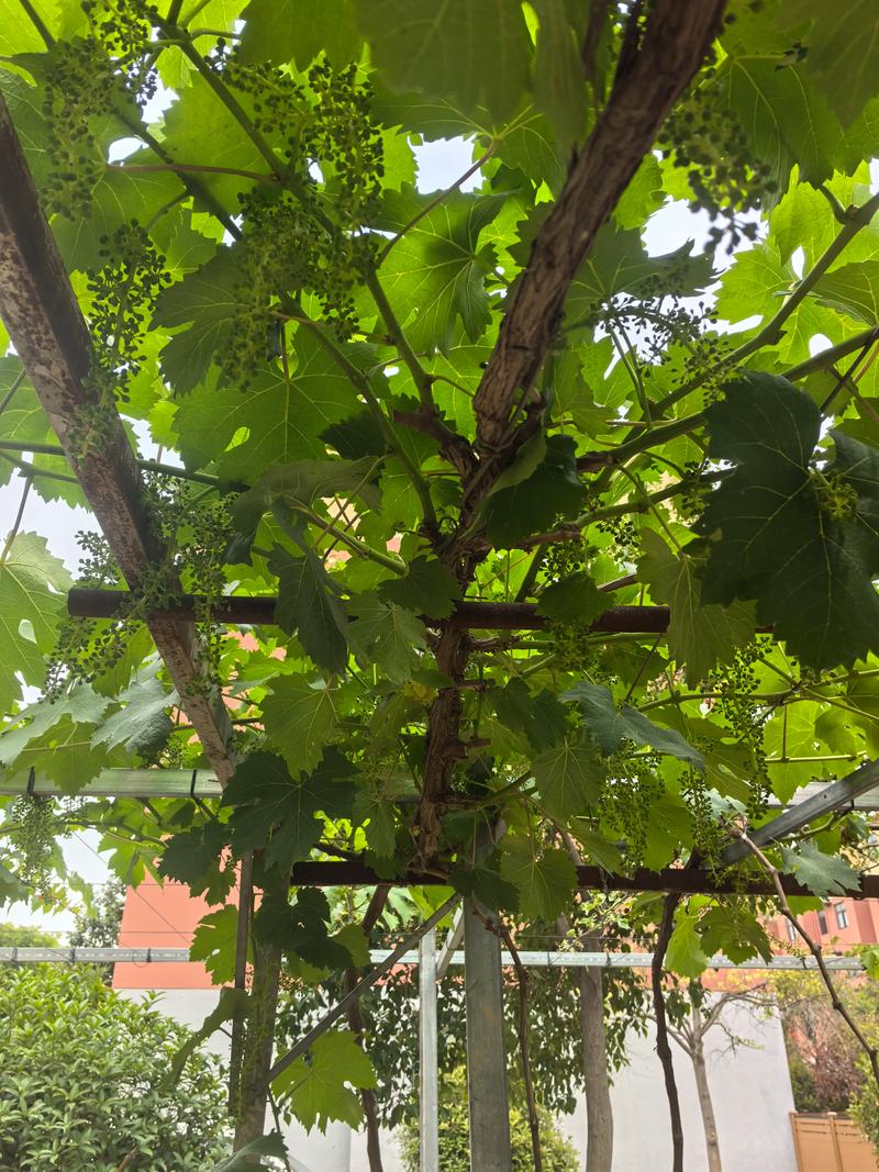 七月份能栽葡萄树吗？掌握3个关键点实现90%成活率