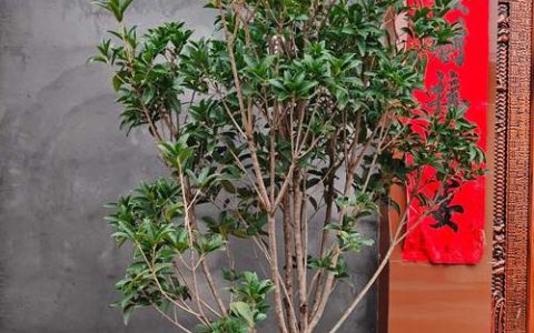 桂花树对着大门种好不好？园艺师告诉你真相
