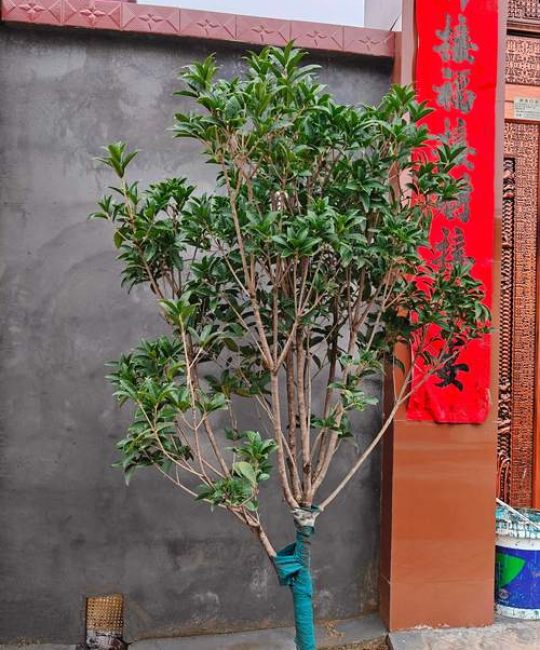 桂花树对着大门种好不好？园艺师告诉你真相