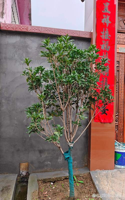 引言：家门口的桂花香，是福是忧？