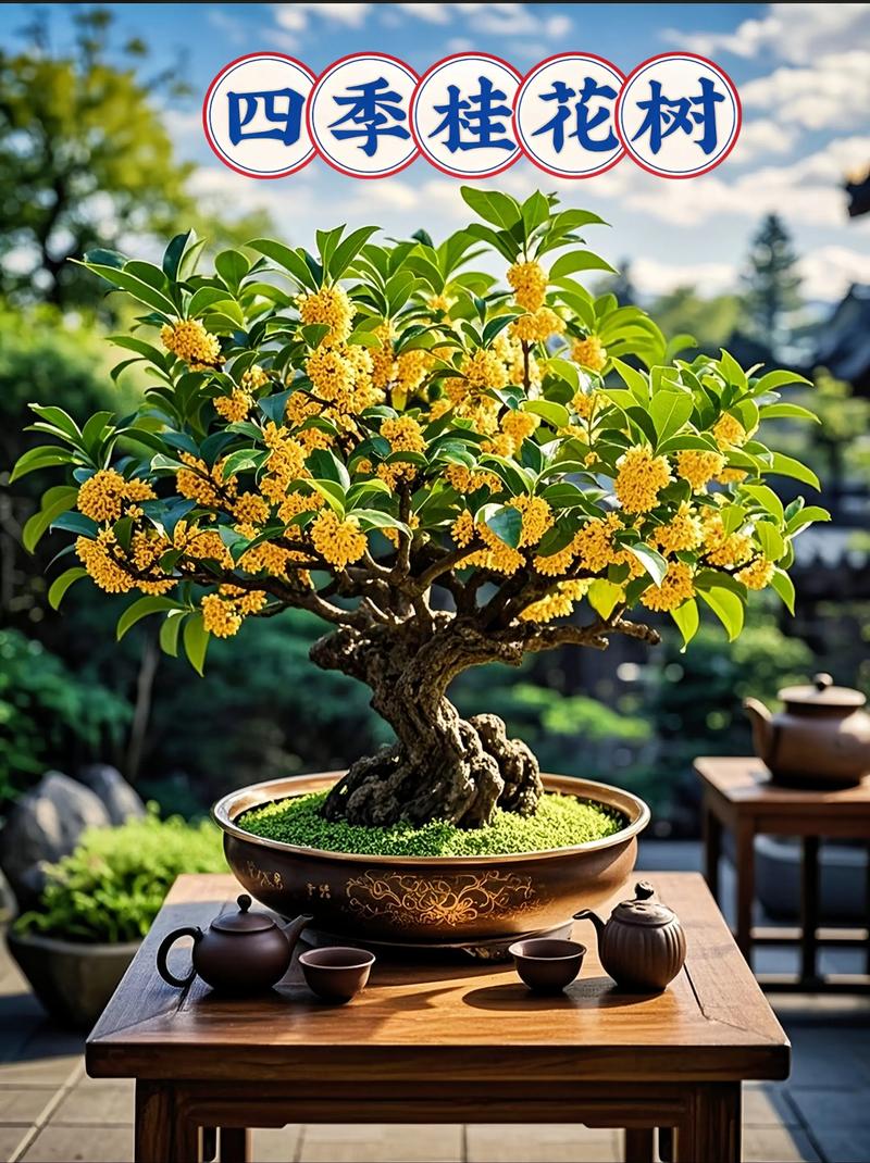 三、最佳种植方案：如何让桂花树成为“门面担当”？