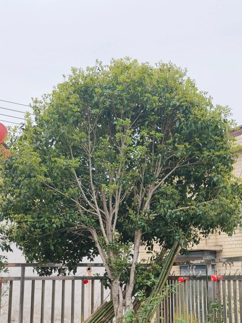 二、园艺科学分析：桂花树究竟适不适合种在门口？