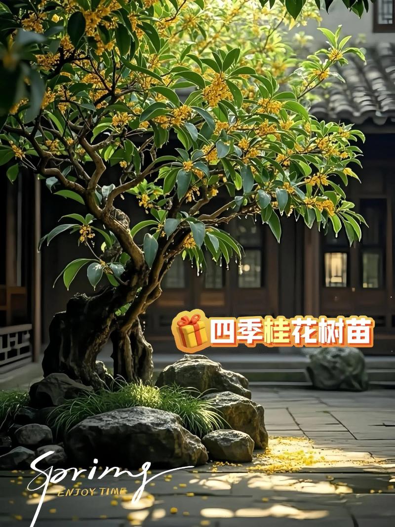结语：种桂有道，贵气自来
