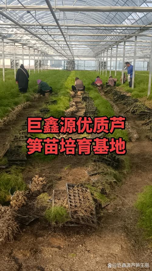 二、芦笋种子催芽步骤