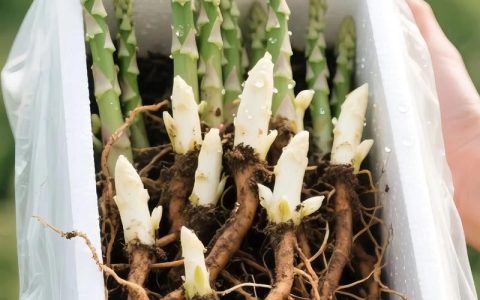 怎么培育芦笋苗：先把品种和季节选对