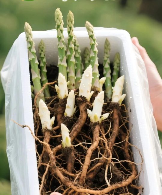 怎么培育芦笋苗：先把品种和季节选对