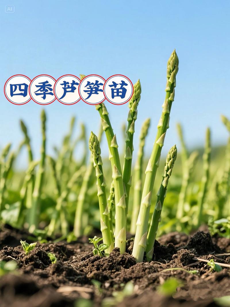 五、苗期管理与炼苗