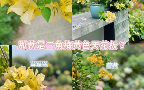 三角梅黄色幻想勤花吗？保姆级爆花养护全攻略