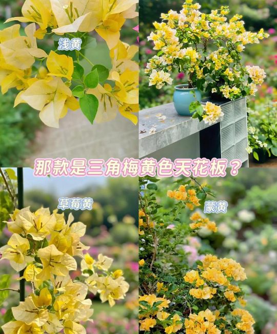 三角梅黄色幻想勤花吗？保姆级爆花养护全攻略