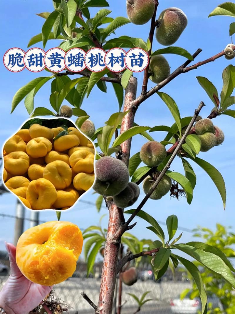 黄蟠桃苗多少钱一颗?2025年最新价格参考与影响因素全解析 综合价格对比表(含物流估算)