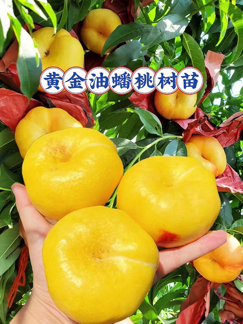 黄蟠桃苗多少钱一颗?2025年最新价格参考与影响因素全解析 五大核心影响因素