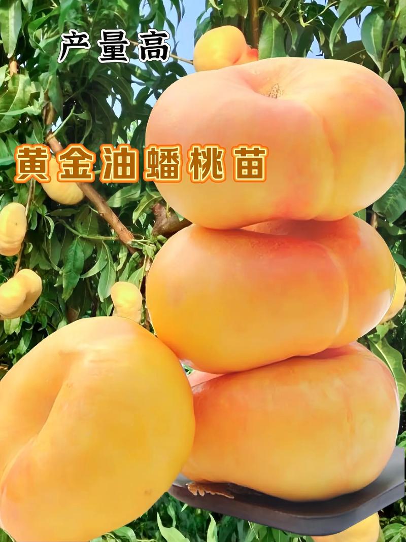 黄蟠桃苗多少钱一颗?2025年最新价格参考与影响因素全解析 咨询指南